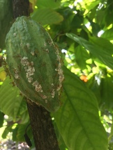 Green Tree Ants farming their mealy bugs on a cocoa pod