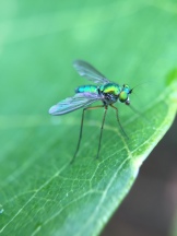 Long-legged fly (Dolichopodidae)