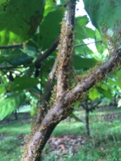 An example of how infested with Green Tree Ants some of the branches can be