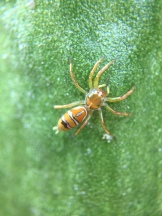 Lousy Green Ant Mimic Spider (Cosmophasis bitaneniata)