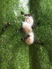 Acrobat Ants (Crematogaster spp.) farming mealy bugs for their sweet dewy excretions on the cocoa pods